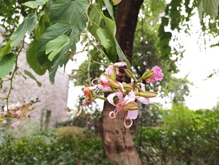 树上绽放的多彩美丽花朵
