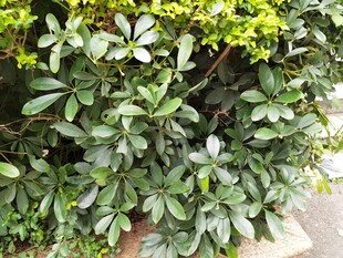 绿叶繁茂的植物景观