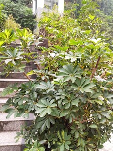 绿叶繁茂的植物景观