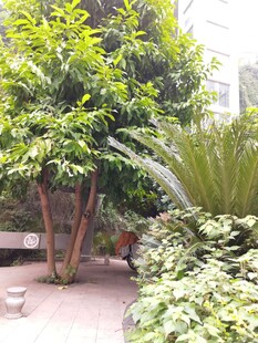 庭院绿植景观一角