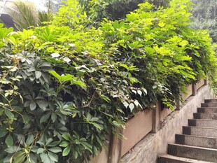 绿植环绕的石阶小径