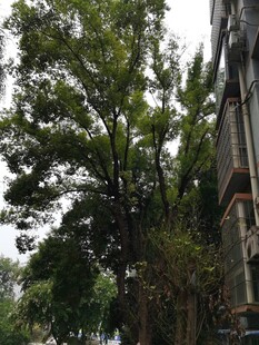 街边繁茂大树与建筑