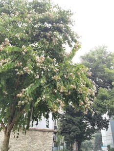 绿叶繁茂的树木景观