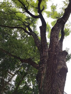 粗壮古树尽显蓬勃生机