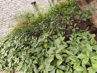 墙边繁茂绿植景观