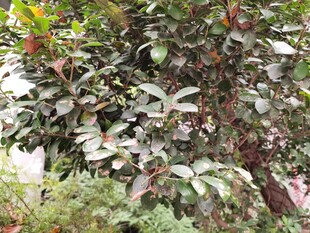 绿叶繁茂的灌木丛