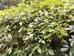 翠绿繁茂的绿植景观