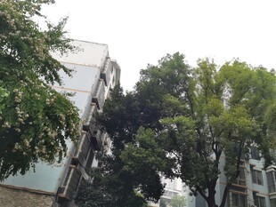 绿树环绕的居民楼