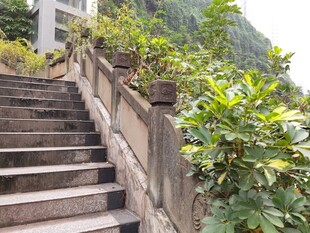 山间石阶绿植相伴