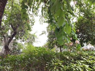 绿意盎然的树林景观