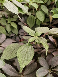 绿叶与紫叶植物特写