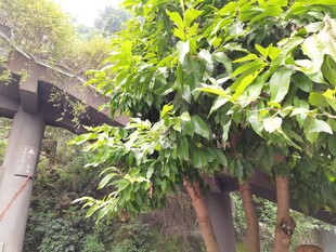 绿叶繁茂的树木与桥梁