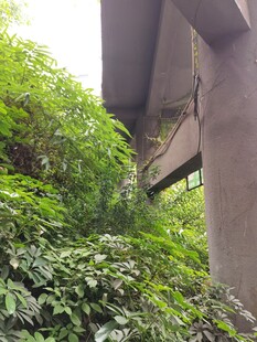 废弃建筑被绿植覆盖