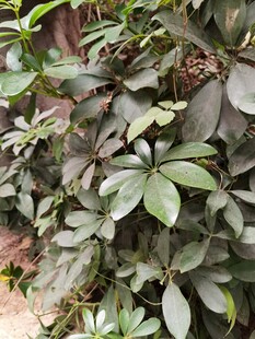 绿叶繁茂的植物景观