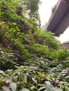 桥下繁茂绿植景观