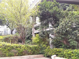 城市中葱郁的绿植景观