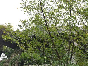 绿意盎然中的古朴建筑