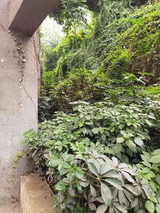 墙边繁茂绿植景观