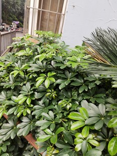 繁茂绿植生机盎然