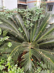 大型铁树植物景观