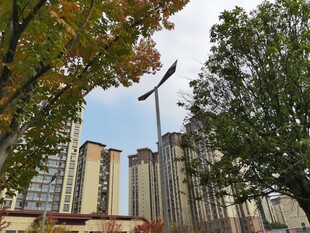 秋日城市高楼与飞鸟景观