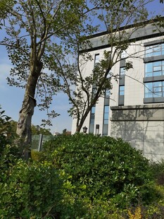 现代建筑旁的绿植景观