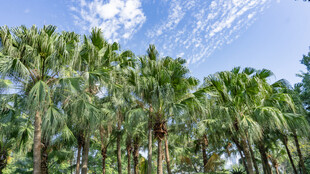 蓝天之下的高大棕榈树