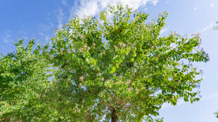 蓝天绿树风景图