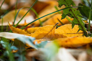 秋日落叶中的斑斓景象