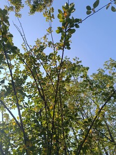 蓝天映衬下的繁茂绿树