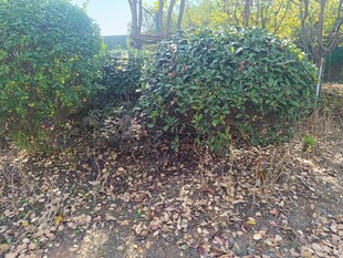 秋日灌木丛与落叶景象