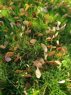 秋日草地落叶景象