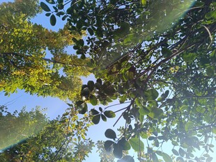 仰观枝叶间的斑驳光影