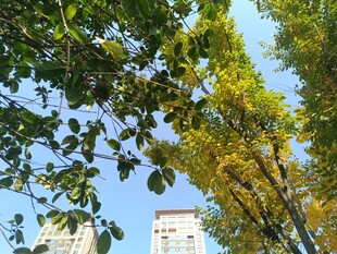 秋日树梢下的城市景致