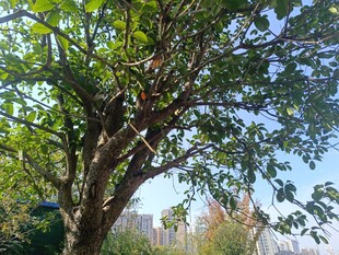 阳光下繁茂大树与城市远景