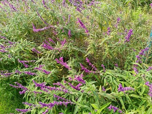 紫色花卉绿植繁茂景象