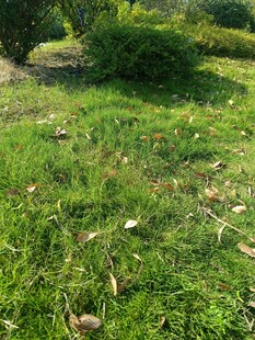 户外绿意盎然的草地场景