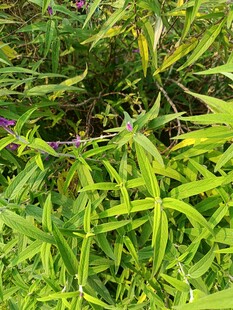 翠绿草丛中的紫色小花