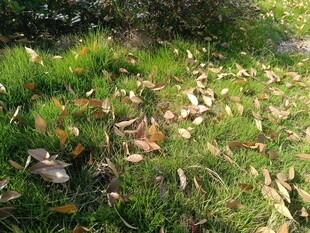 秋日草地落叶景象