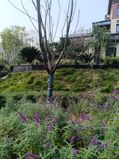 春日花园中的多彩花卉景观