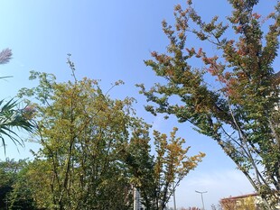 蓝天绿树间的自然景致