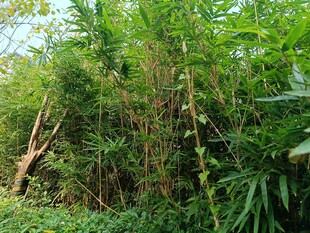 茂密竹林中的自然景致