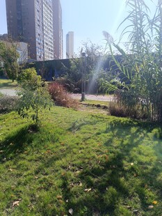 城市中的绿意盎然景观