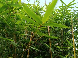 翠绿竹林中的清新景致