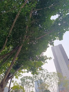 城市中繁茂大树与高楼