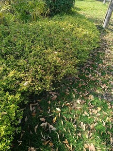 绿意盎然的花园景观