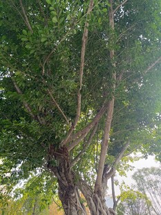 繁茂大树展现自然生机