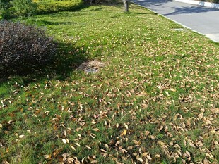 秋日草坪上的散落黄叶