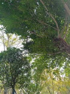 仰视葱郁树林景观