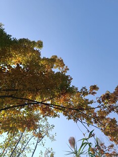 秋日树梢与蓝天美景